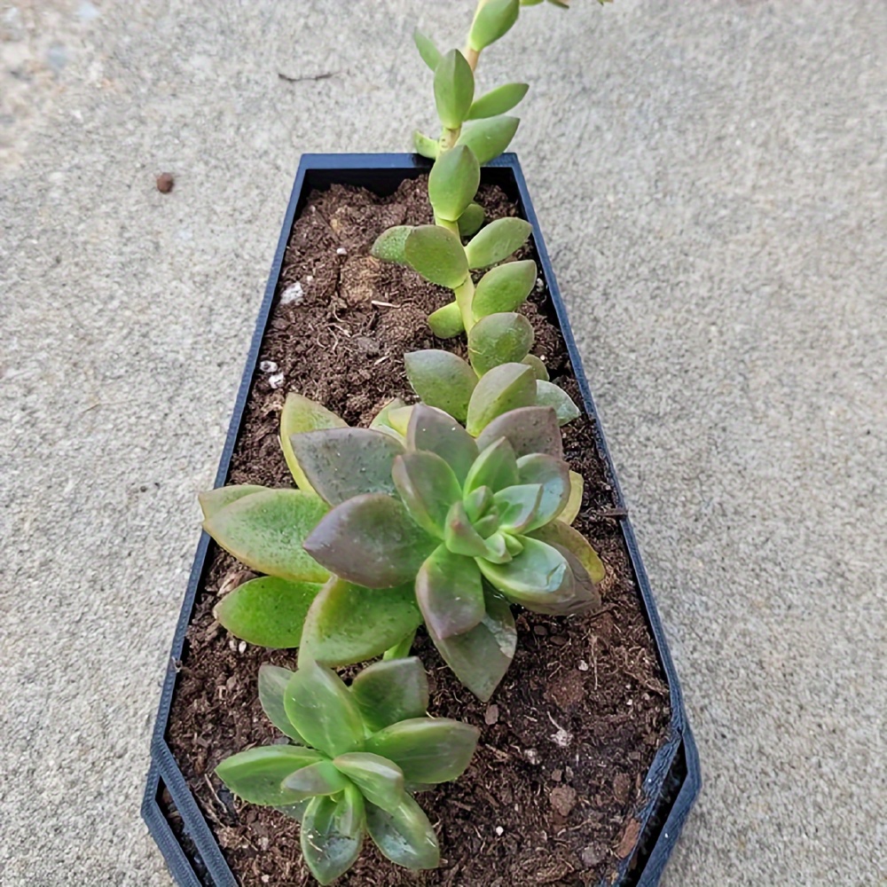 Fioriera per bara |   Fioriera - Snake Plant Ceramic recensione e prezzo