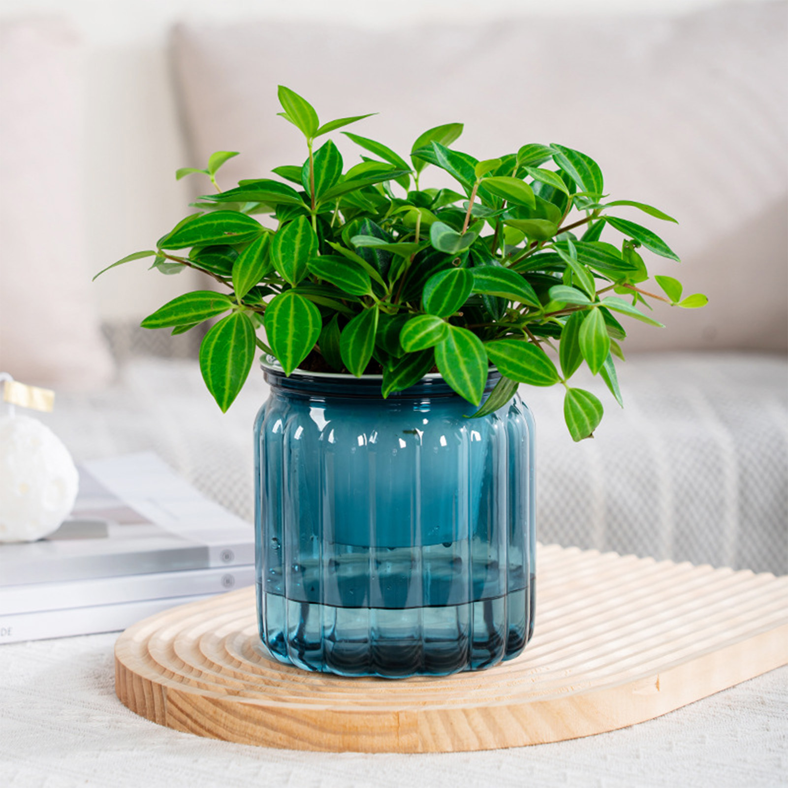 Elegante fioriera autoirrigant - Snake Plant Ceramic recensione e prezzo